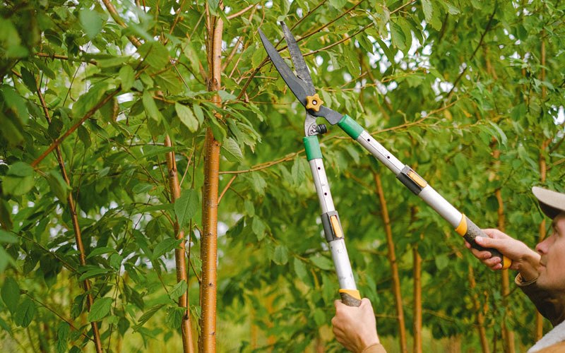 Tree trimming in Tekoa, WA
