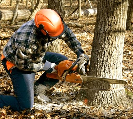 Tree Removal in Tekoa, WA